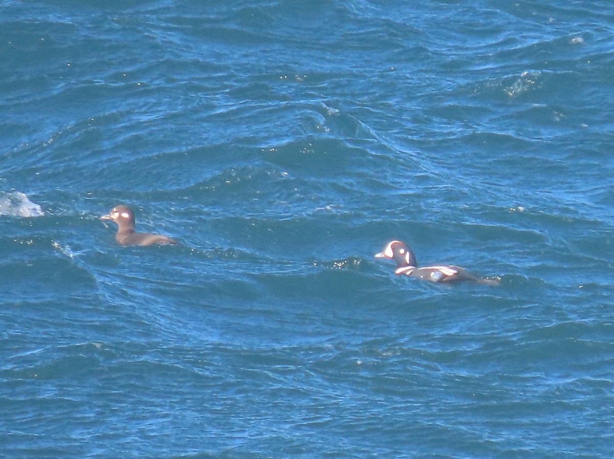 kačka strakatá - ML644724076