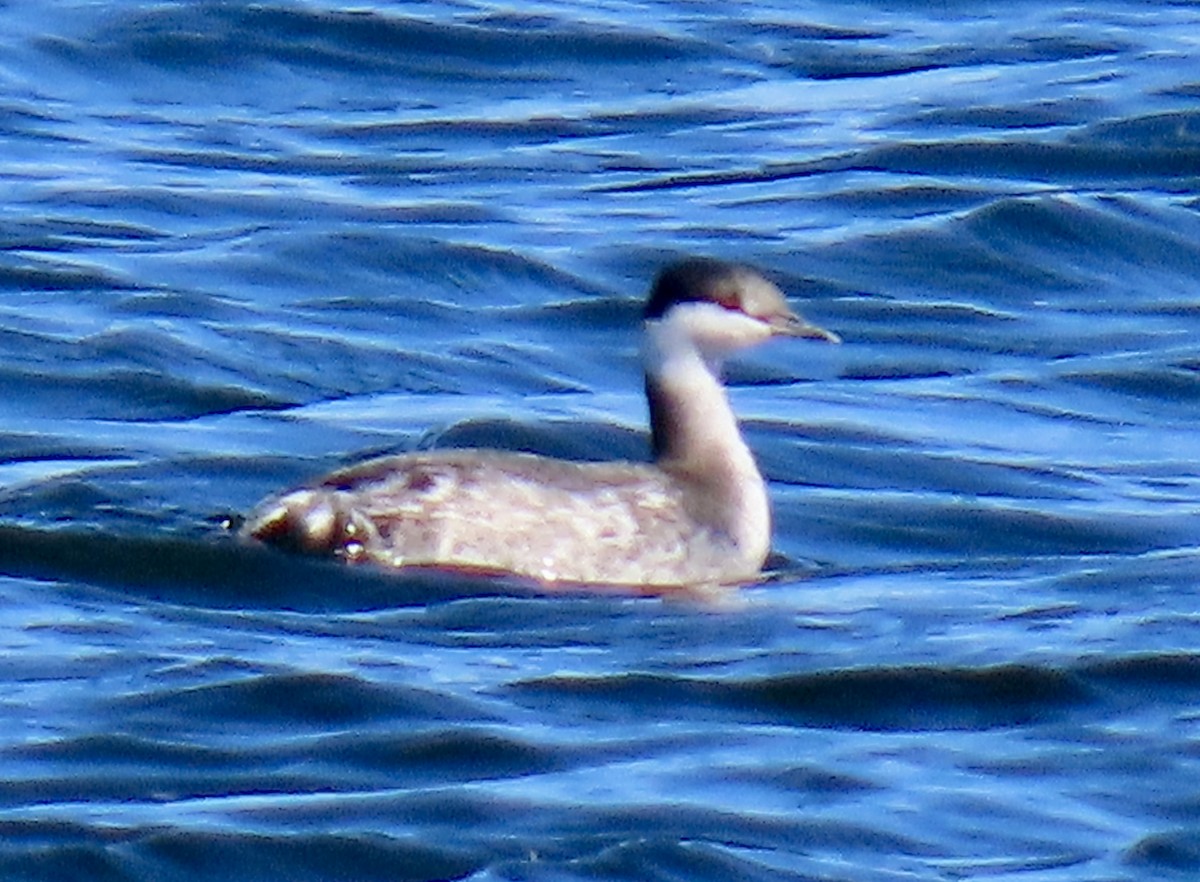 ミミカイツブリ - ML644724078