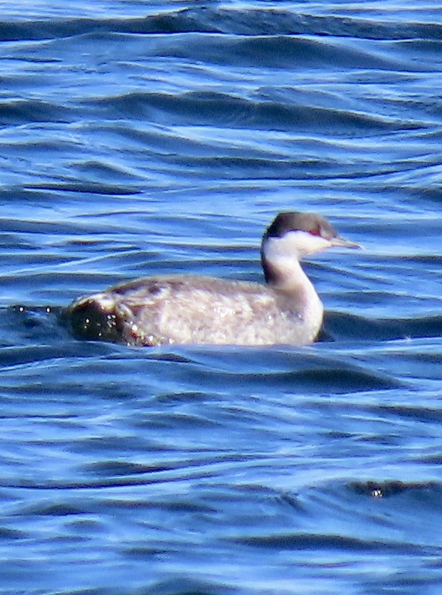 ミミカイツブリ - ML644724079