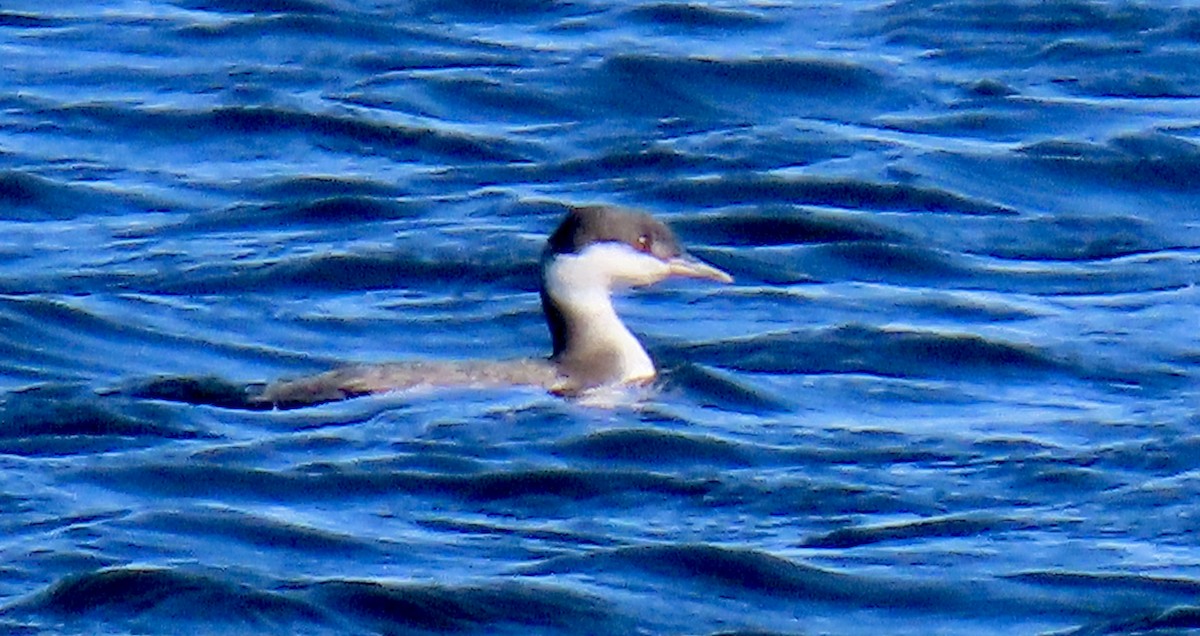 ミミカイツブリ - ML644724080