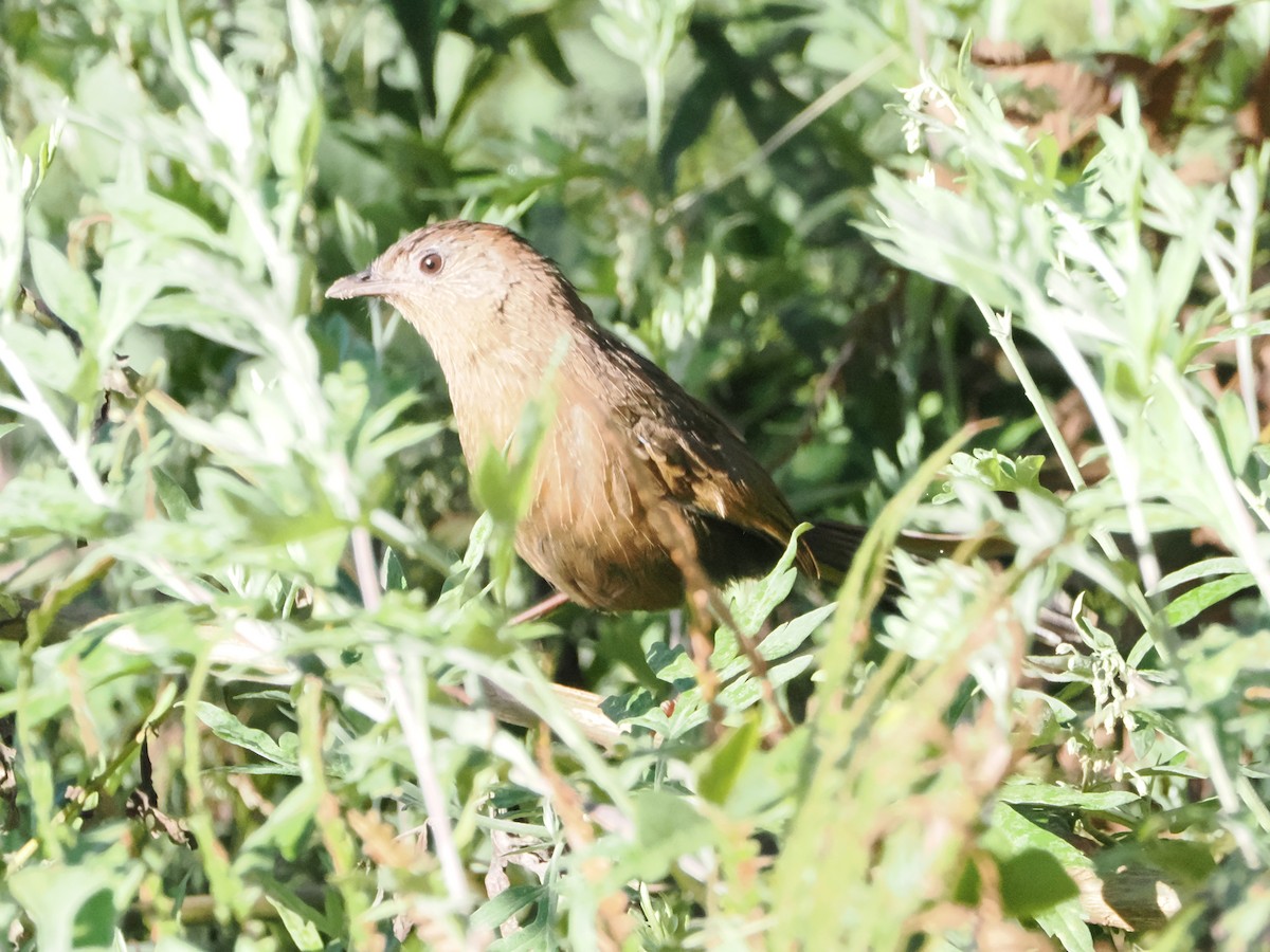 bhutanlattertrost - ML644724085