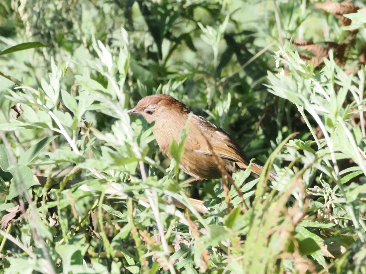 bhutanlattertrost - ML644724086