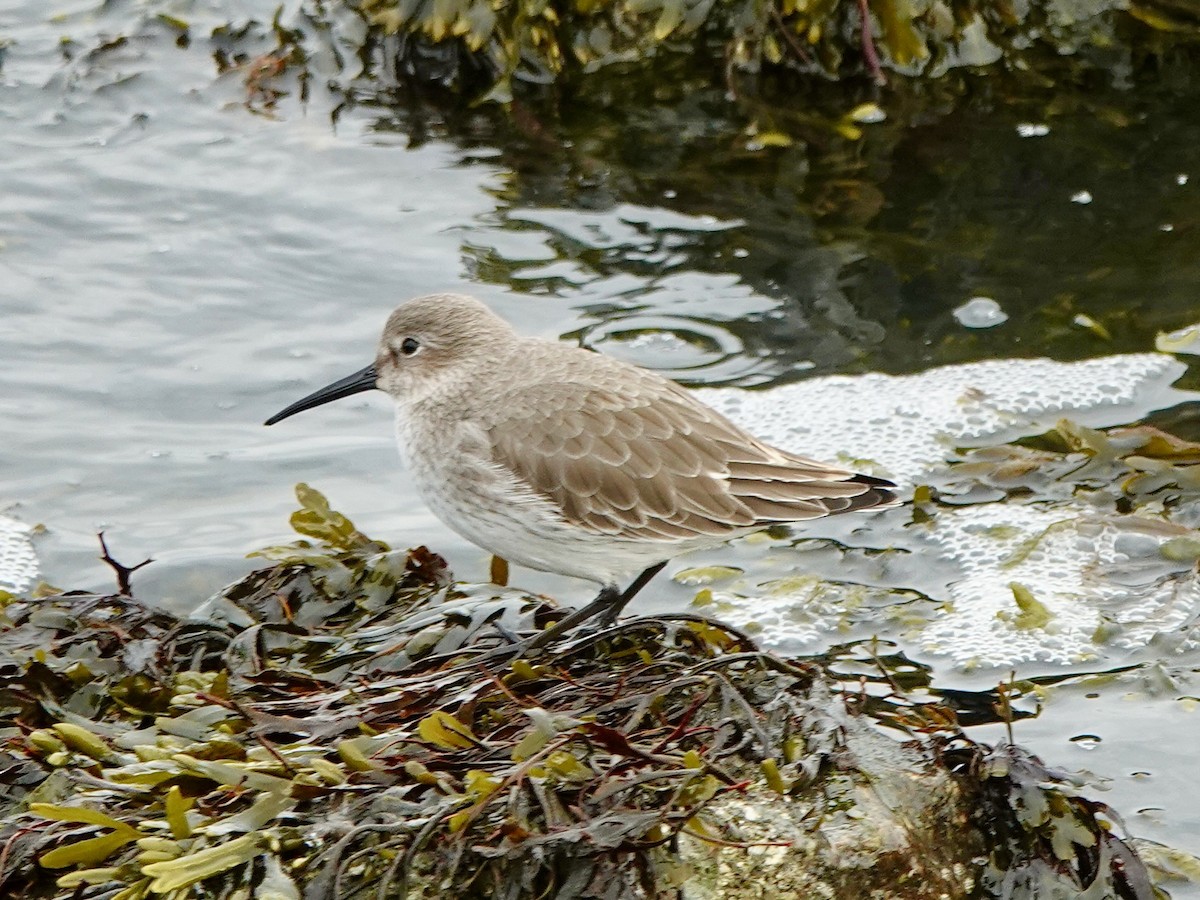 Dunlin - ML644724087
