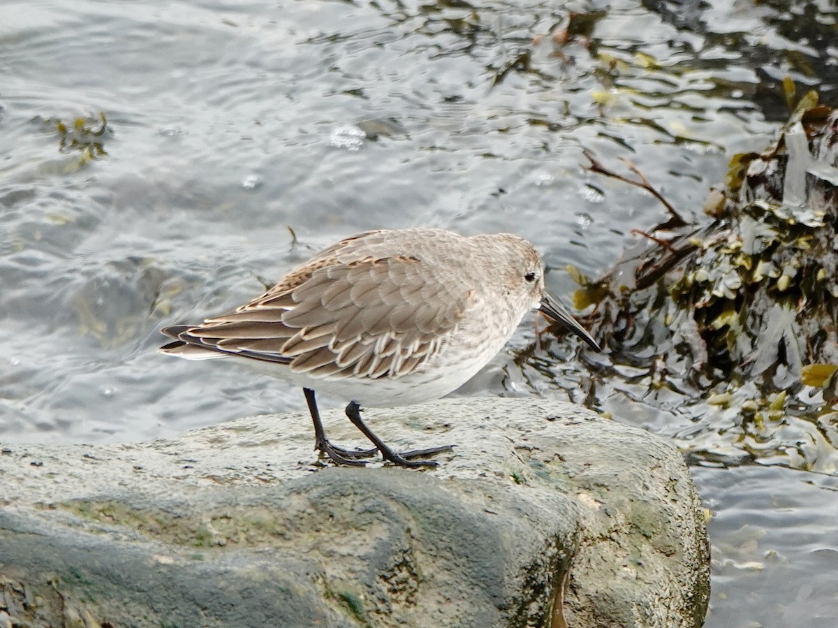 Dunlin - ML644724088