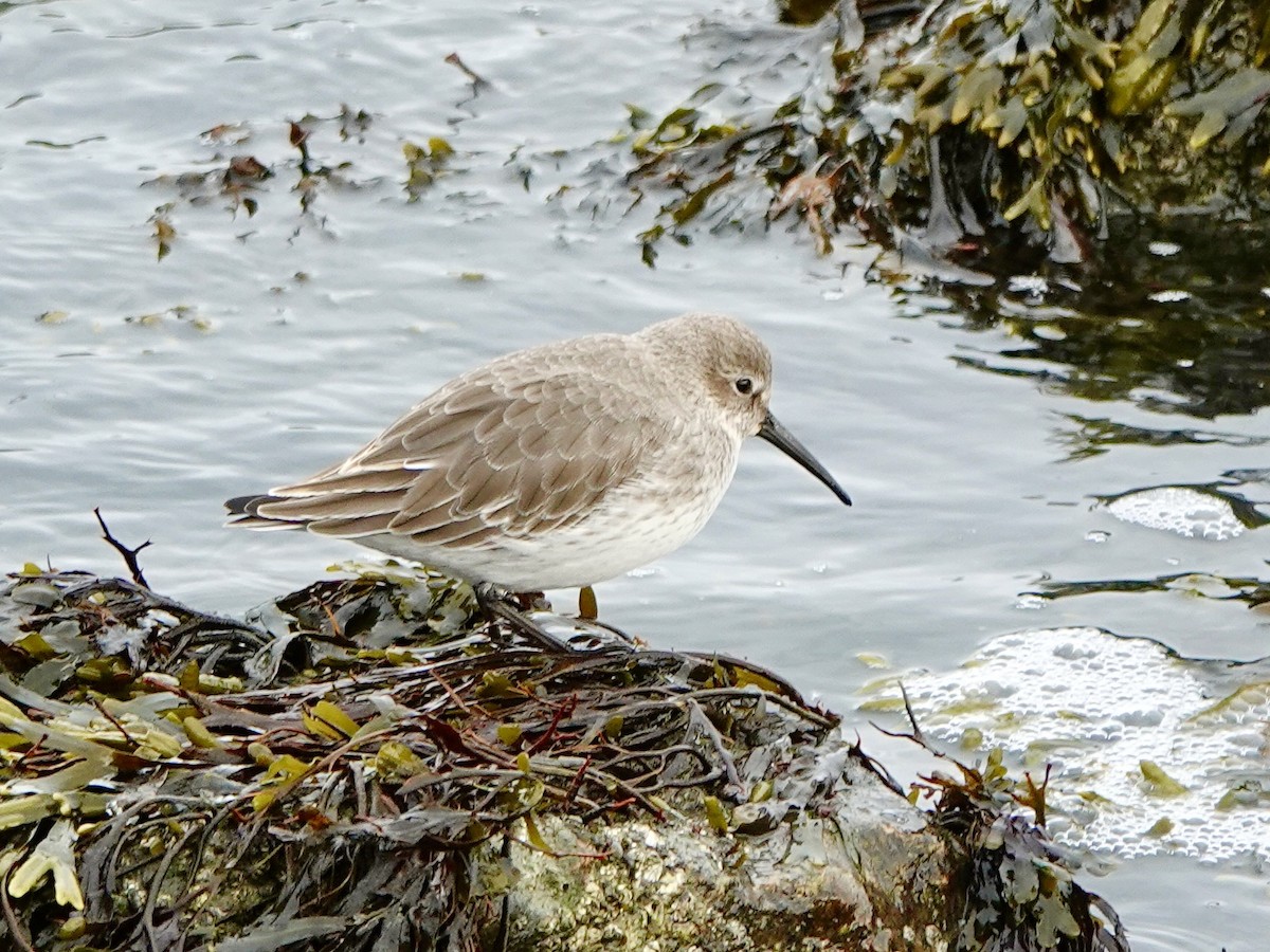 Dunlin - ML644724089