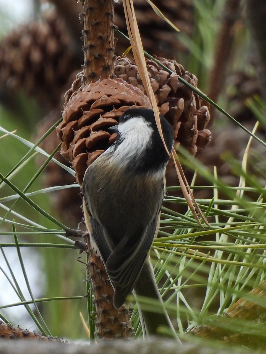Black-capped Chickadee - ML644724091