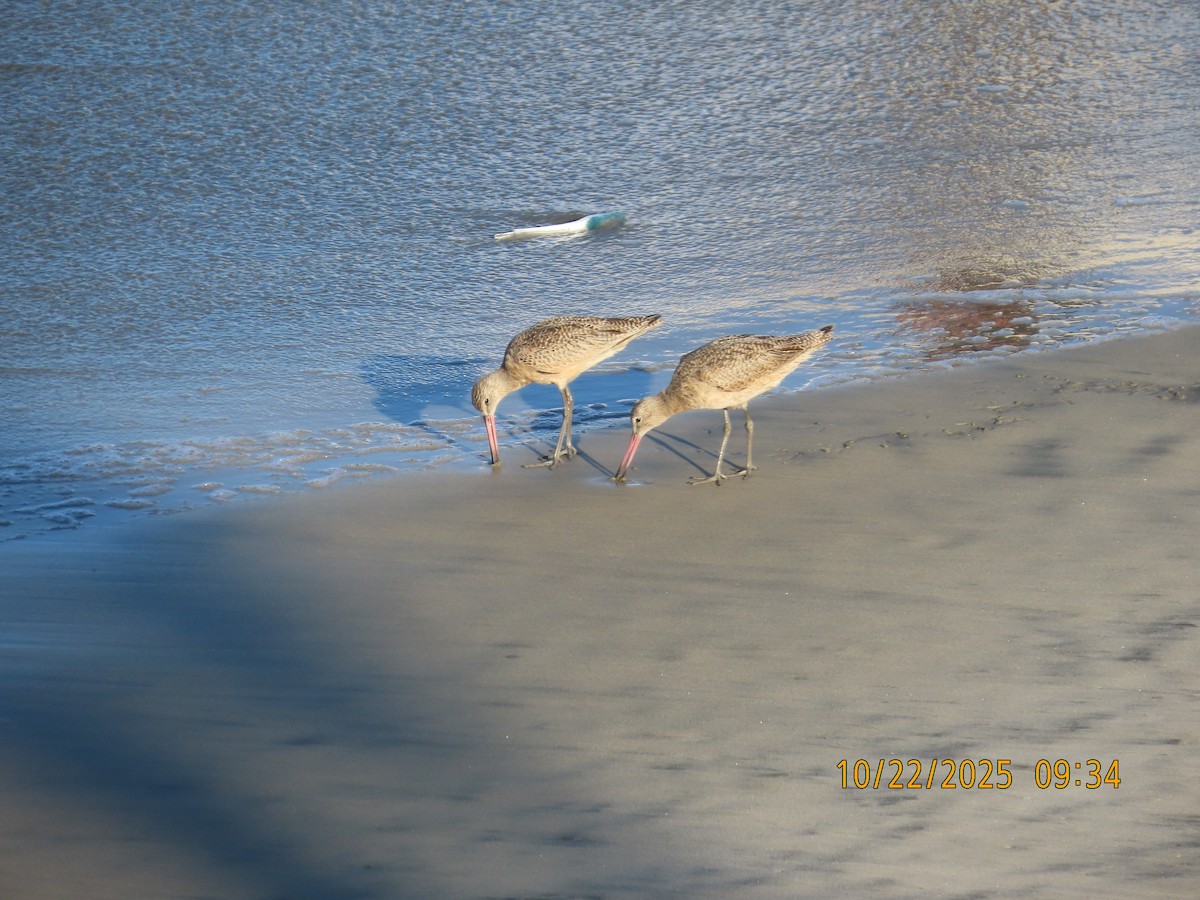 břehouš velký - ML644724093