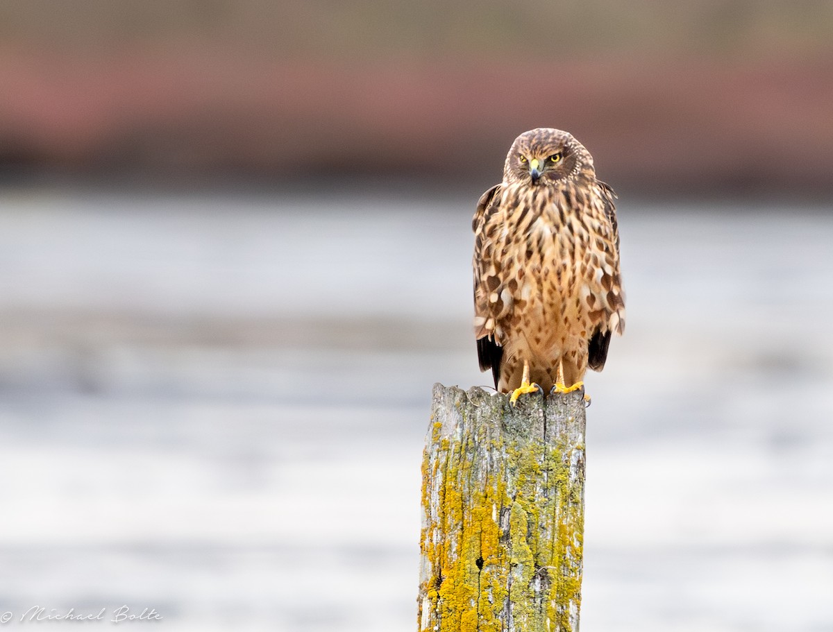 זרון אמריקני - ML644724095