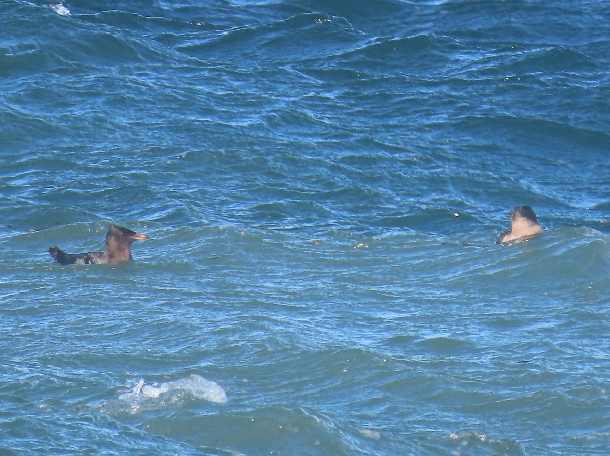 Rhinoceros Auklet - ML644724096