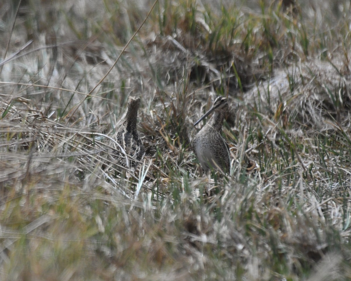 Magellanic Snipe - ML644724103