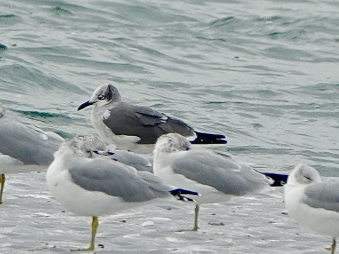 Laughing Gull - ML644724104