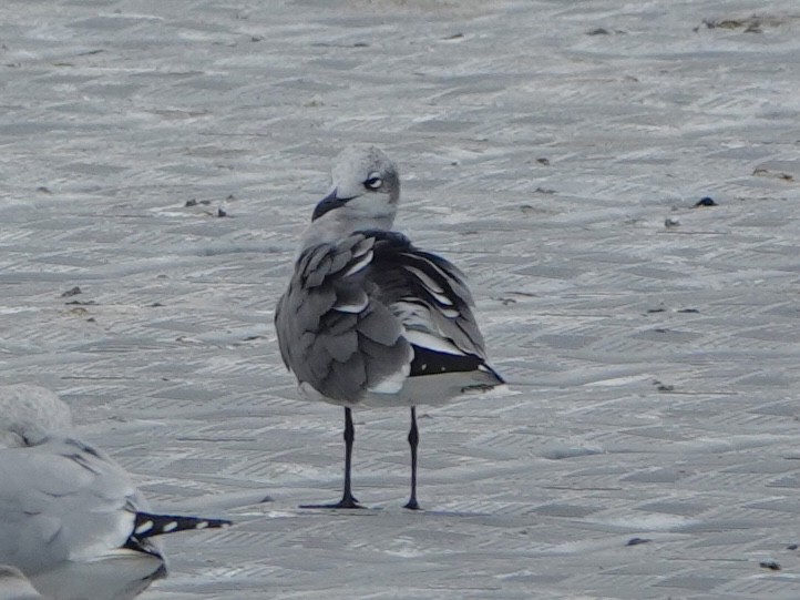 Laughing Gull - ML644724105