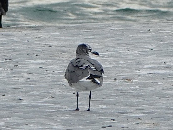 Laughing Gull - ML644724106
