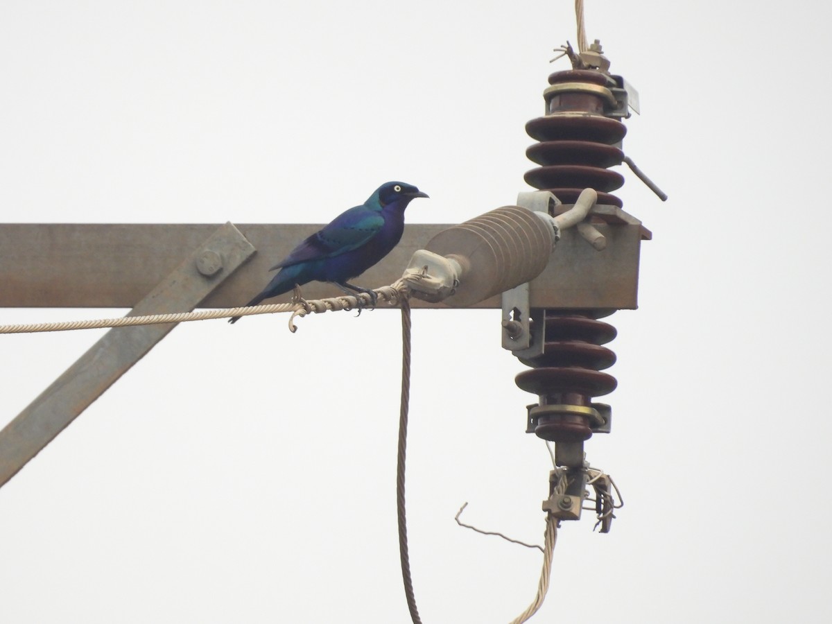 Splendid Starling - ML644724108