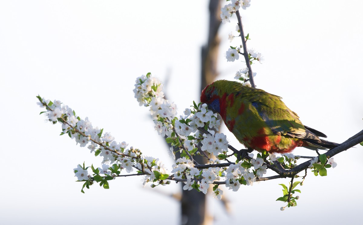 Crimson Rosella - ML644724109