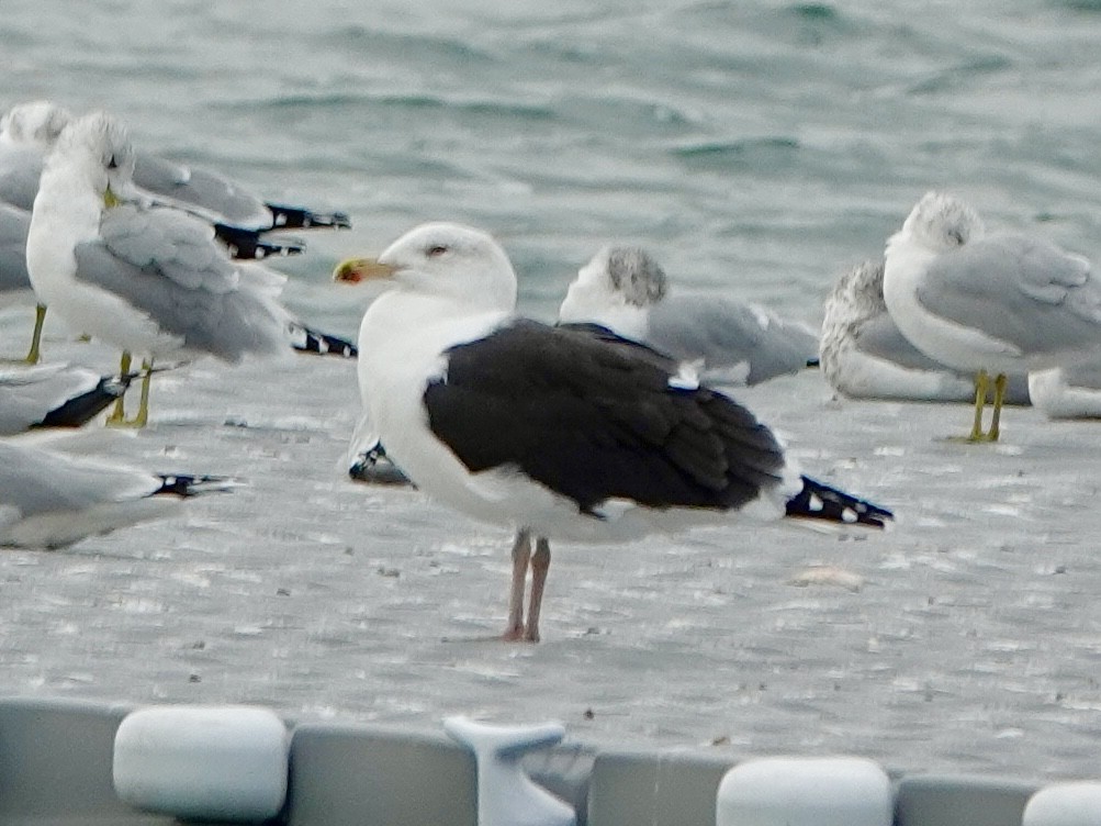 racek mořský - ML644724110