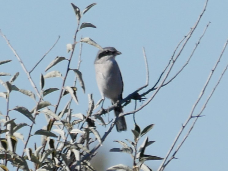 アメリカオオモズ - ML644724111