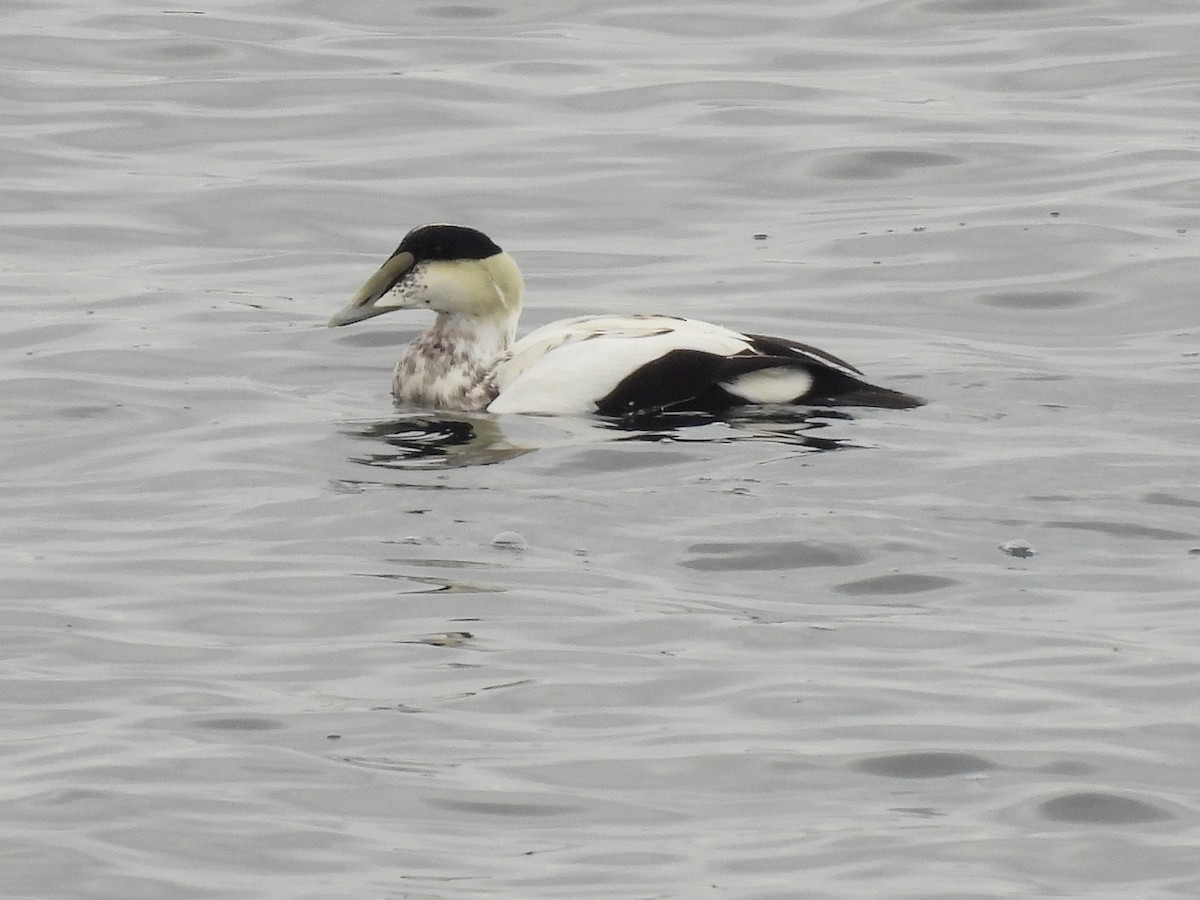 Common Eider - ML644724114