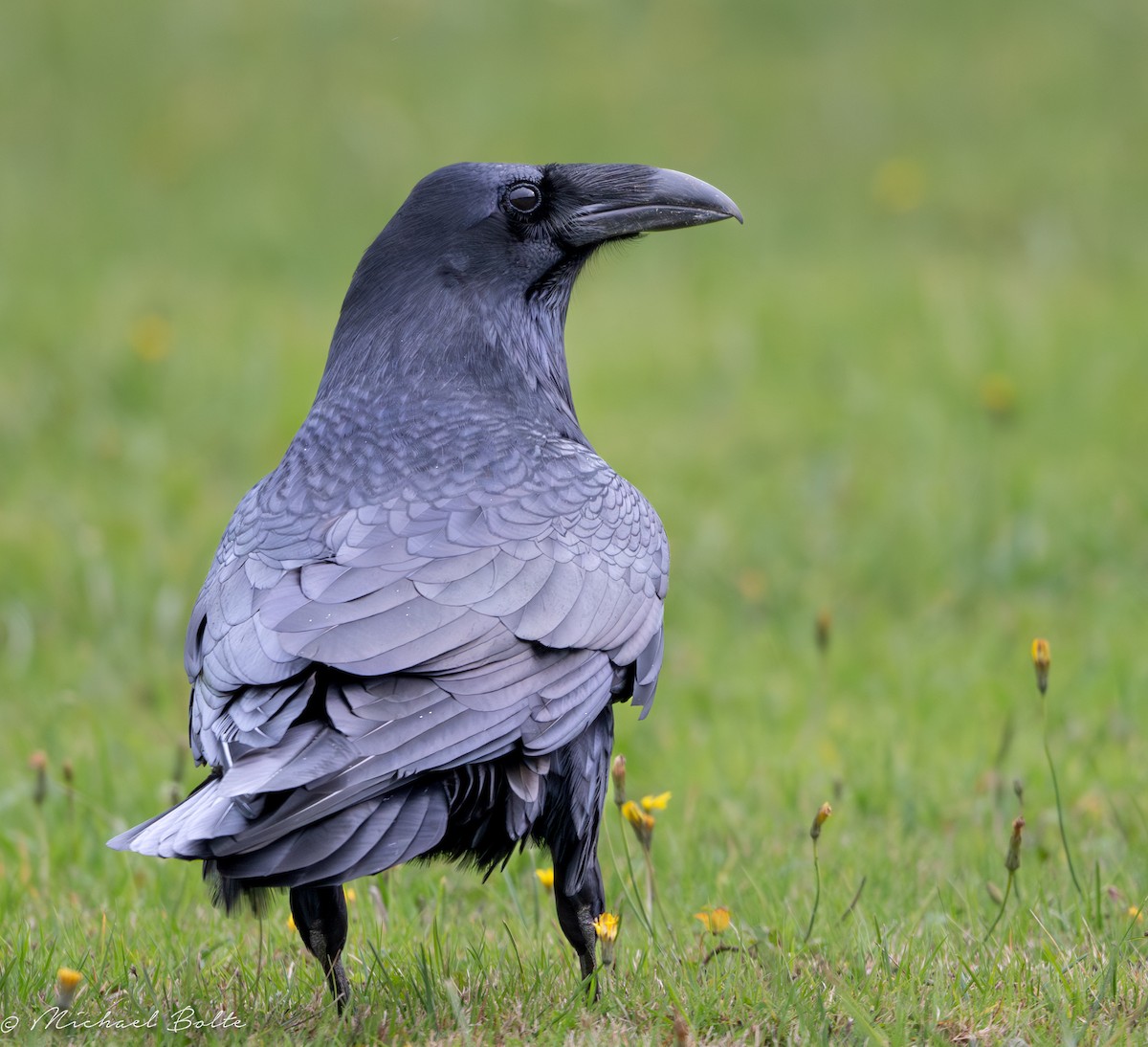 Common Raven - ML644724115