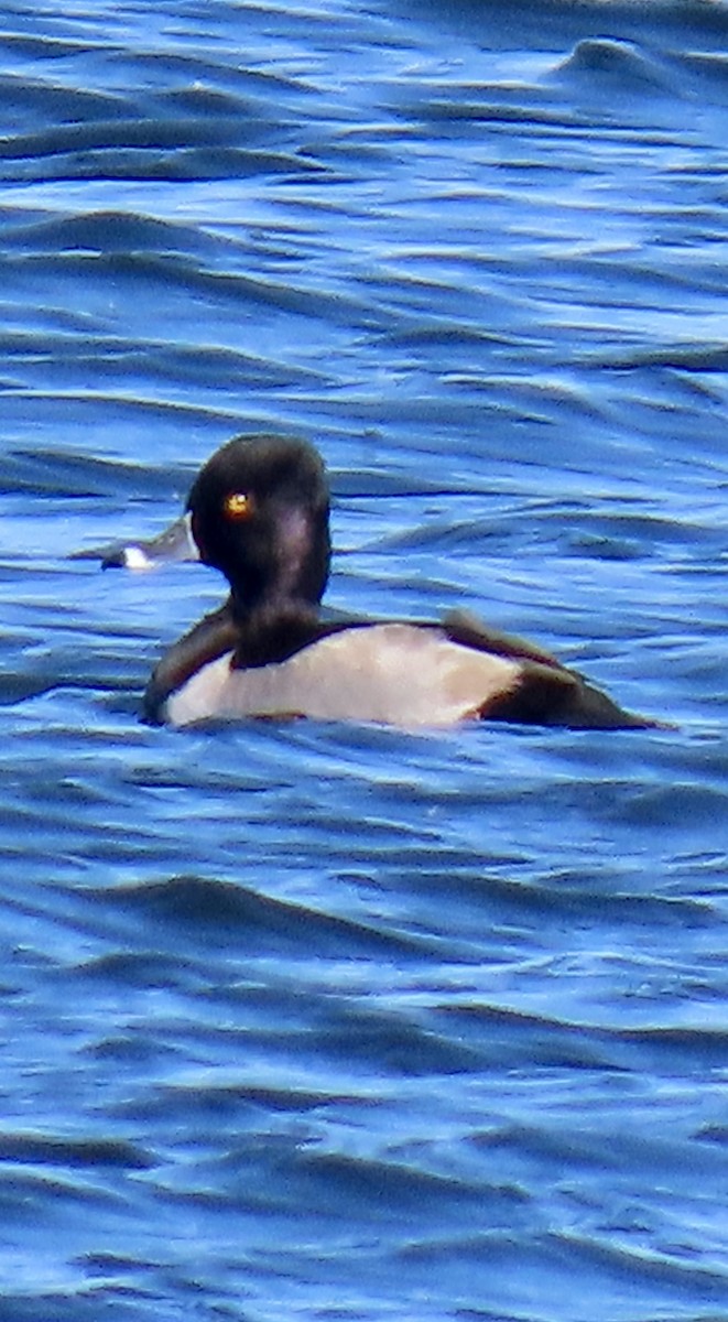 Ring-necked Duck - ML644724117