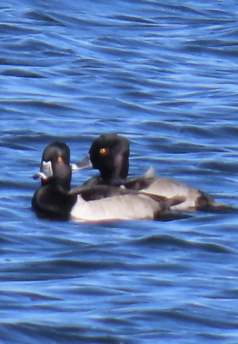 Ring-necked Duck - ML644724118