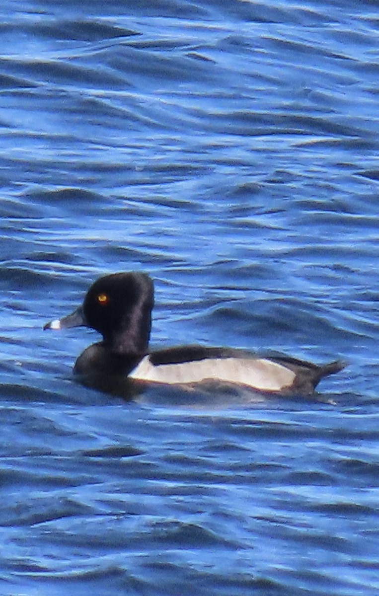 Ring-necked Duck - ML644724120