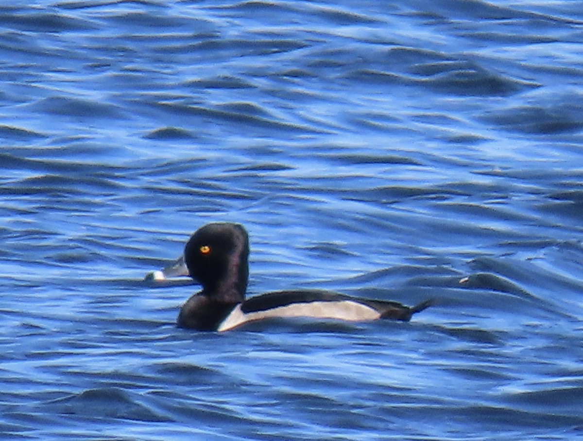 Ring-necked Duck - ML644724121