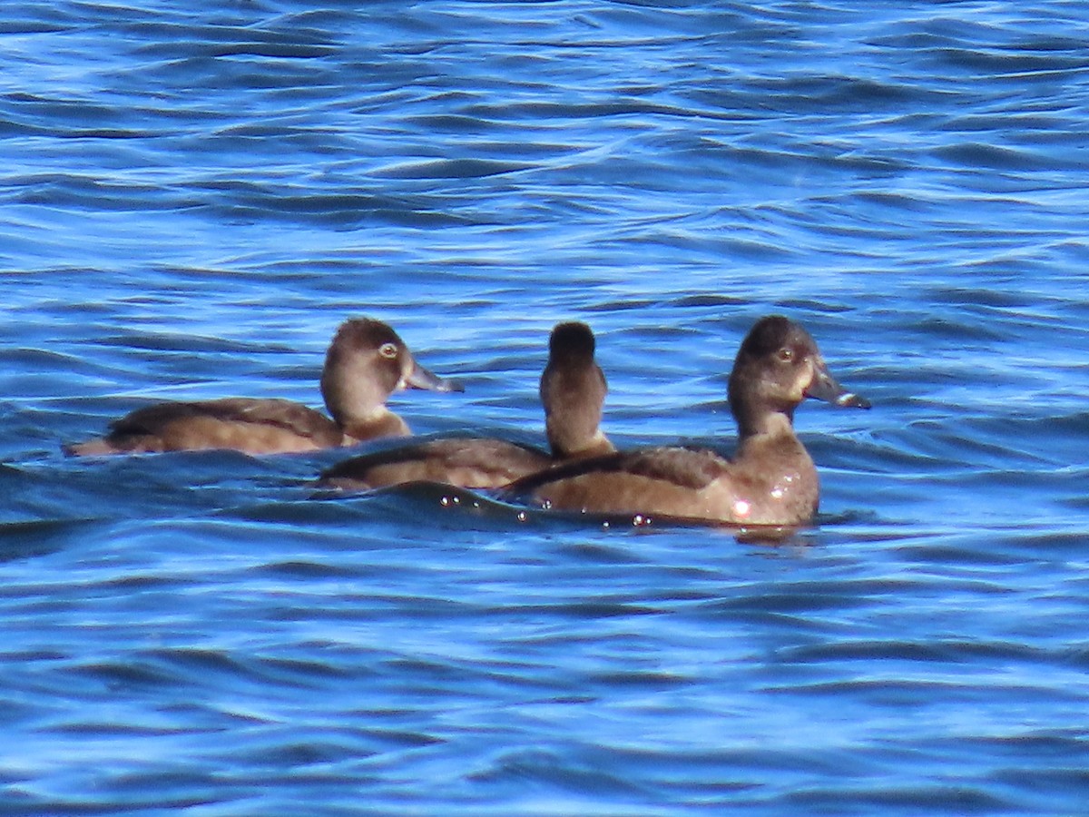 Ring-necked Duck - ML644724122