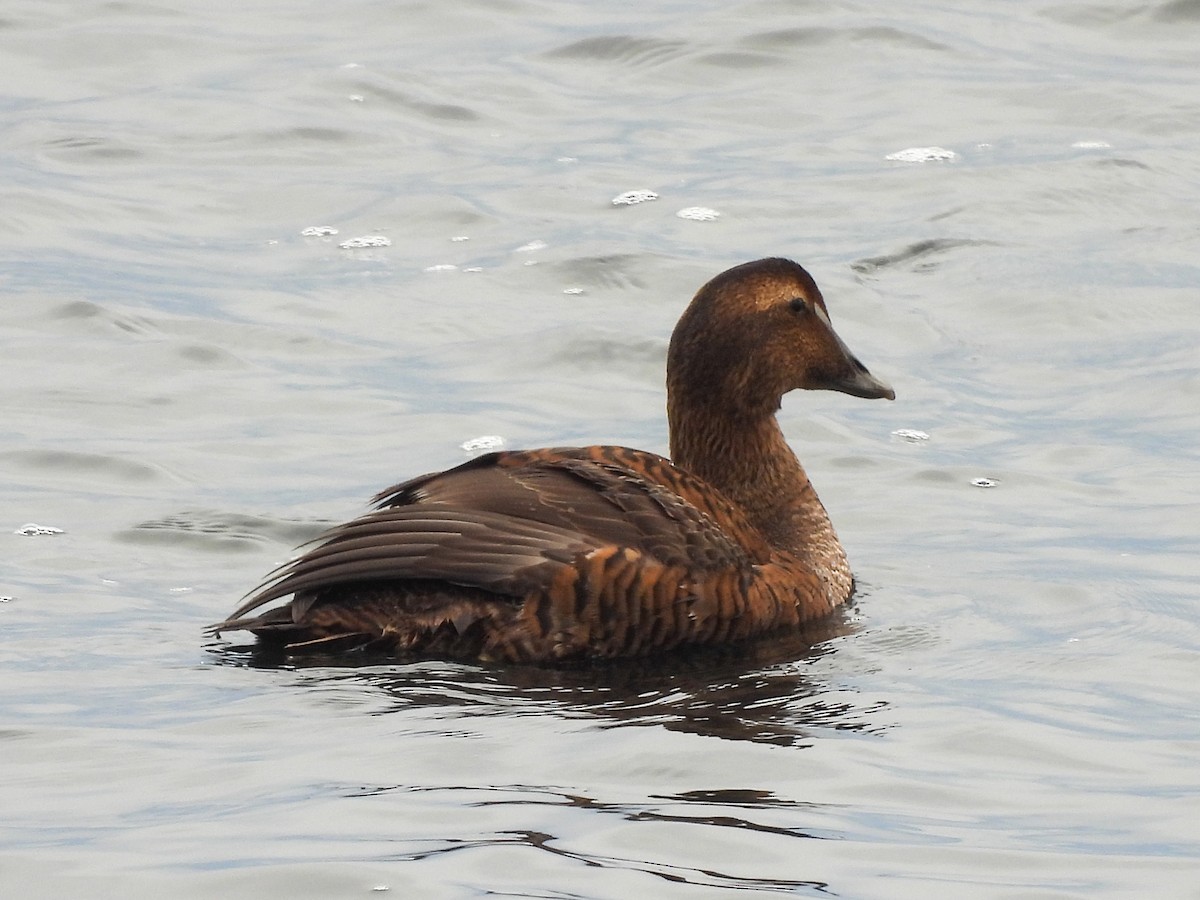 Common Eider - ML644724130