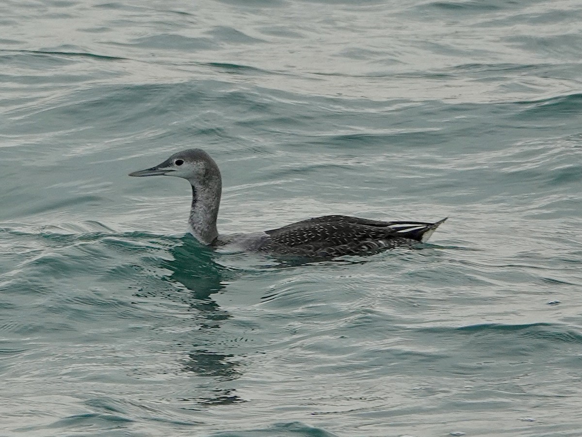 Red-throated Loon - ML644724131