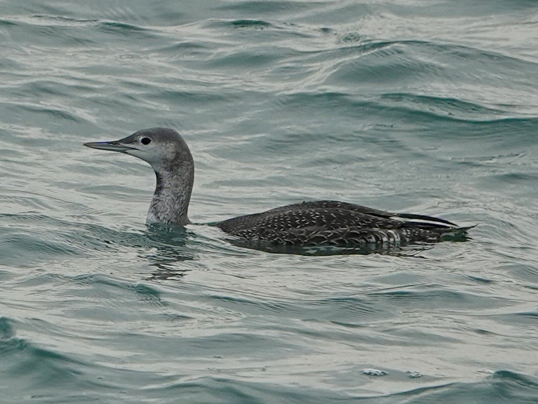 Red-throated Loon - ML644724132