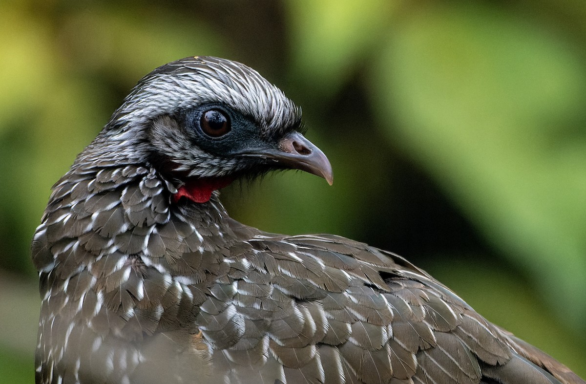Andean Guan - ML644724133