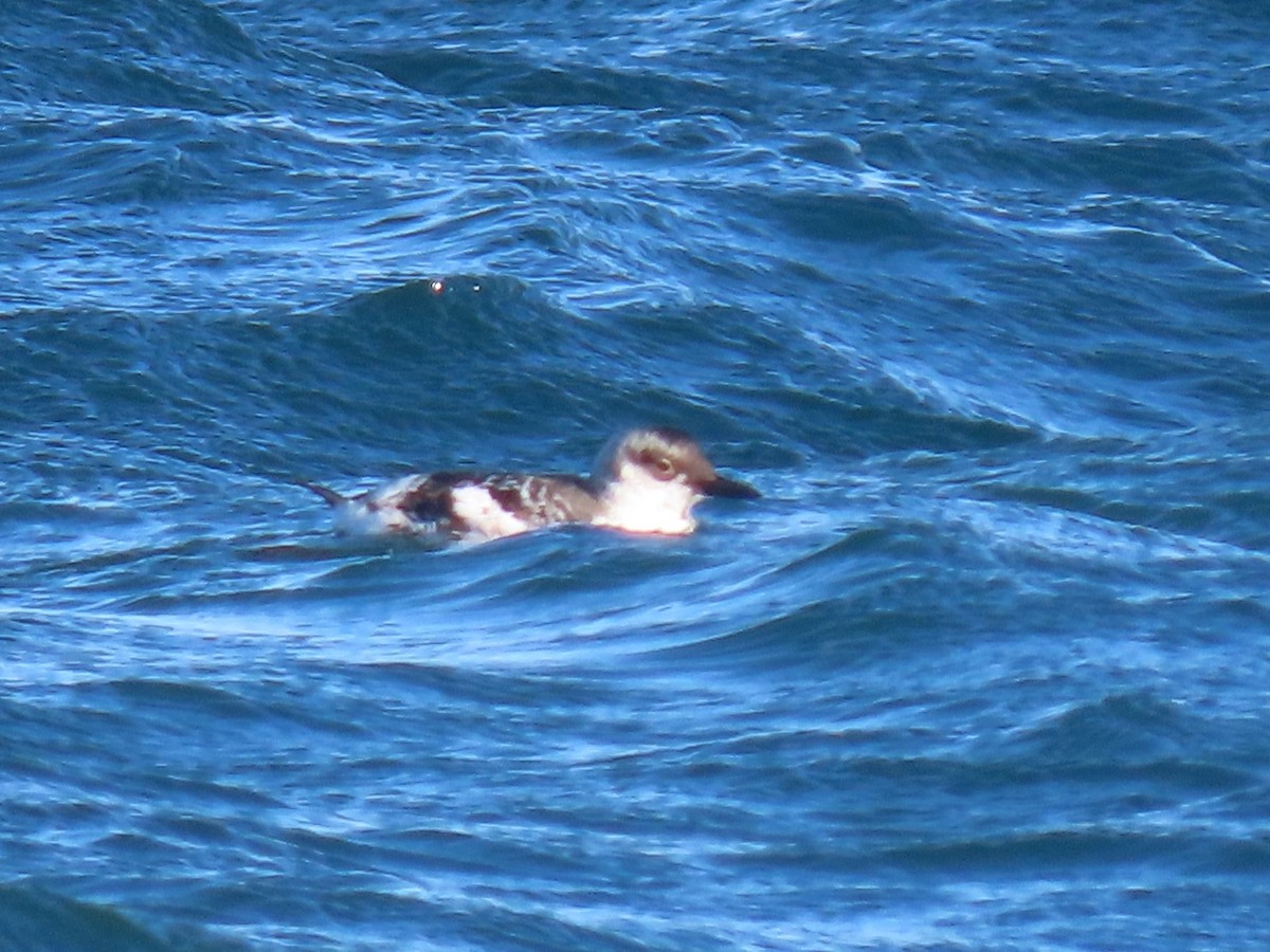 Pigeon Guillemot - ML644724134