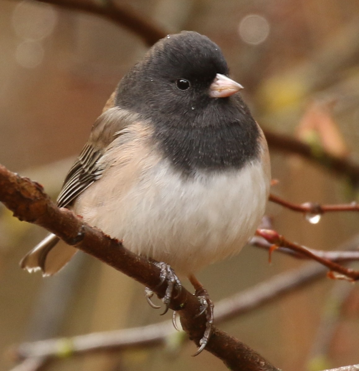 Dark-eyed Junco (Oregon) - ML644724135