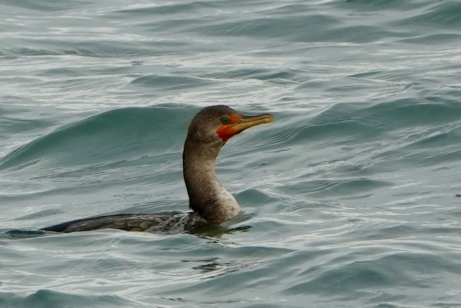 Double-crested Cormorant - ML644724141