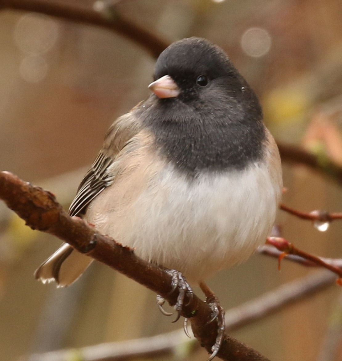 Junco ardoisé (groupe oreganus) - ML644724142