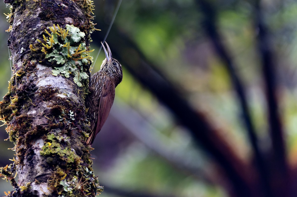 Дереволаз гірський - ML644724143