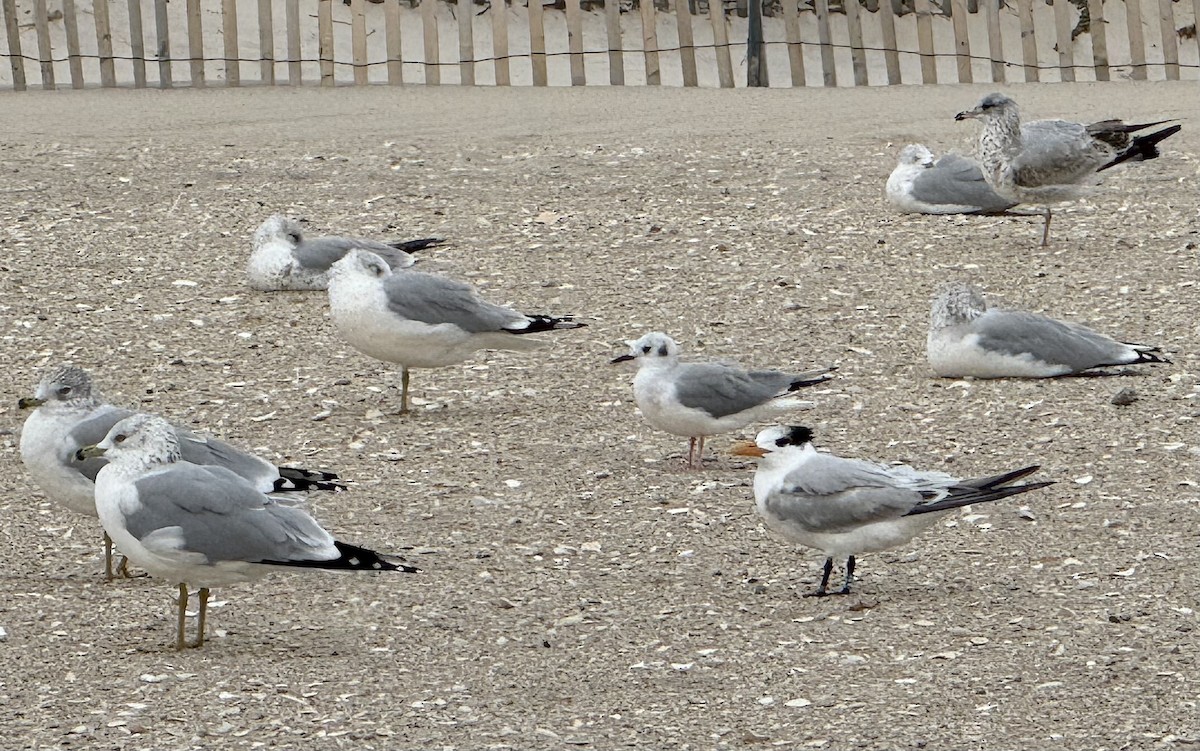 Bonaparte's Gull - ML644724144