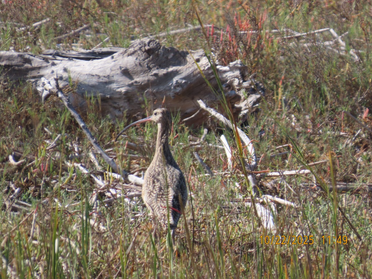 koliha americká - ML644724147