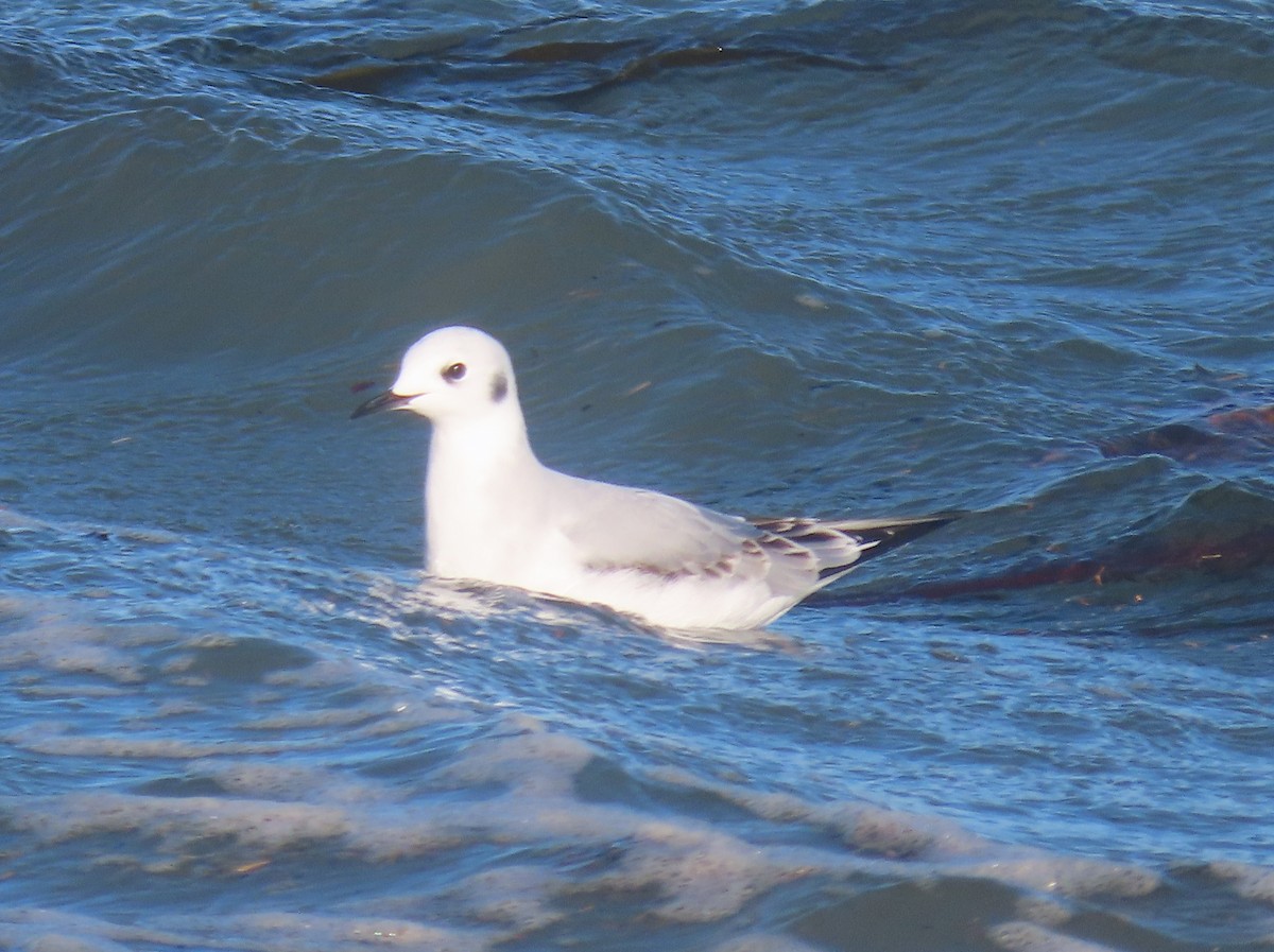 racek Bonapartův - ML644724153