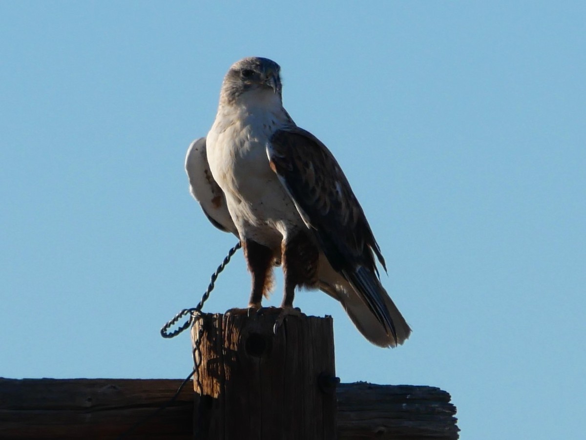 Ferruginous Hawk - ML644724154