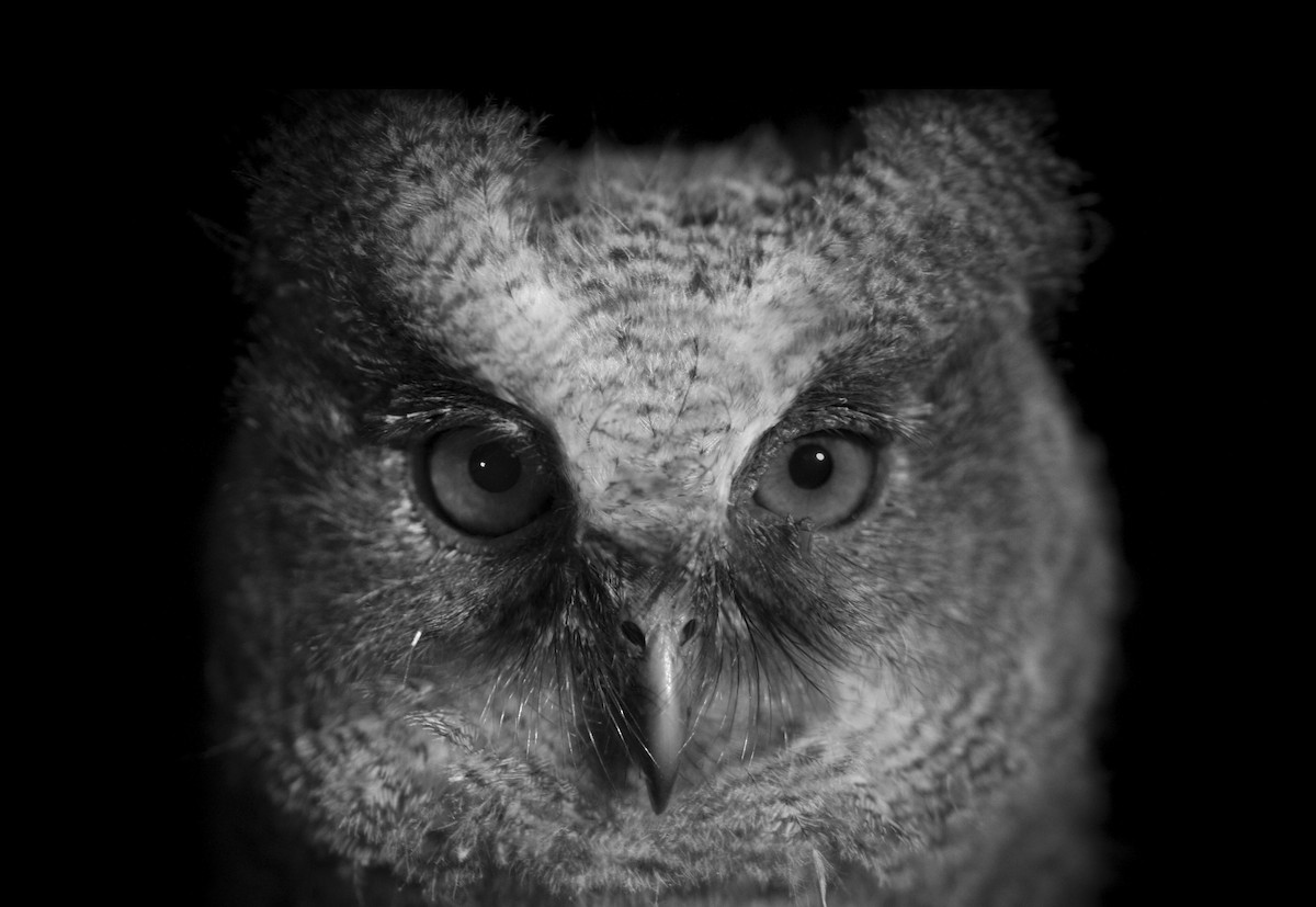 Mountain Scops-Owl - ML644724155