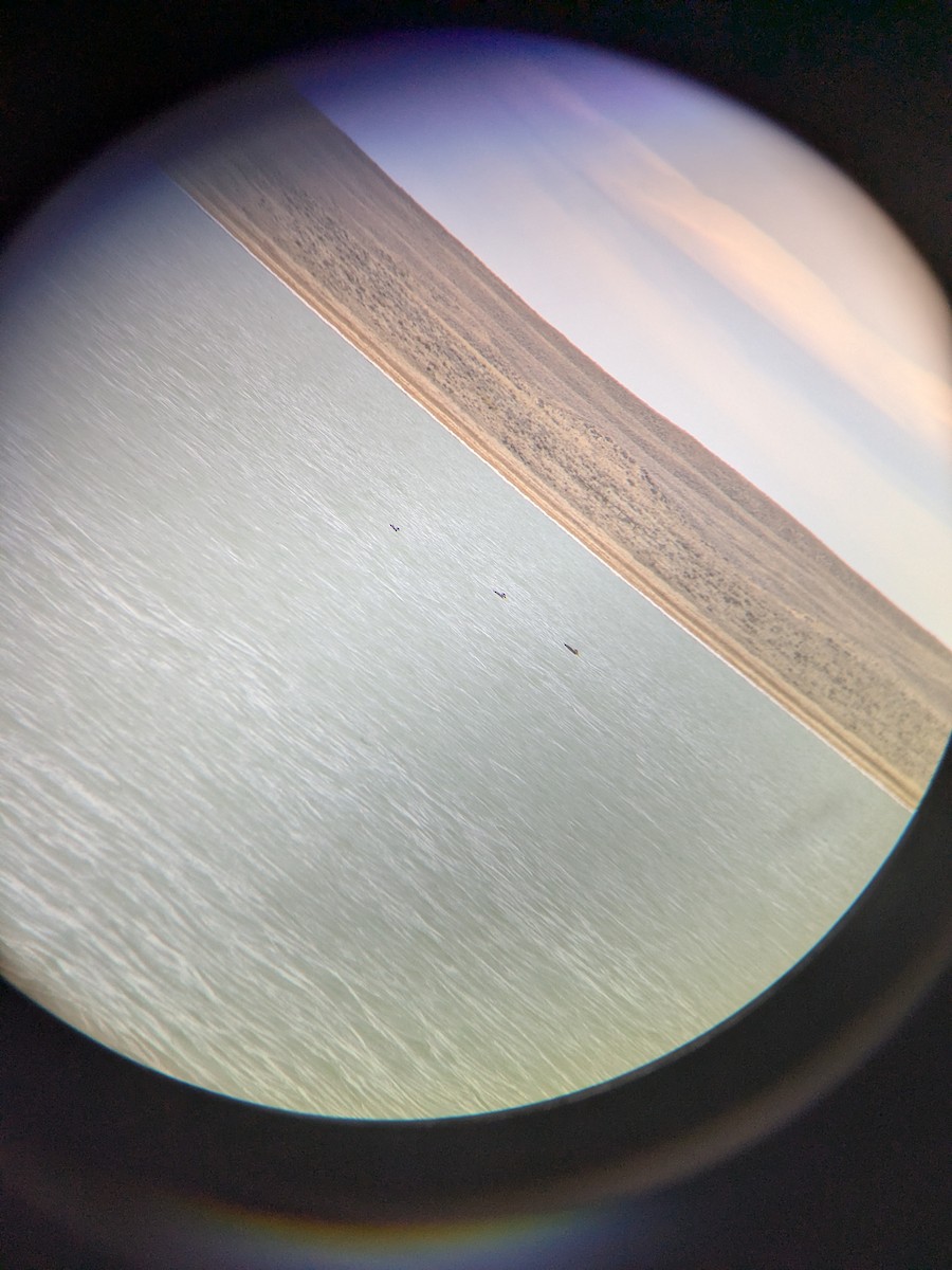 Surf Scoter - ML644724159