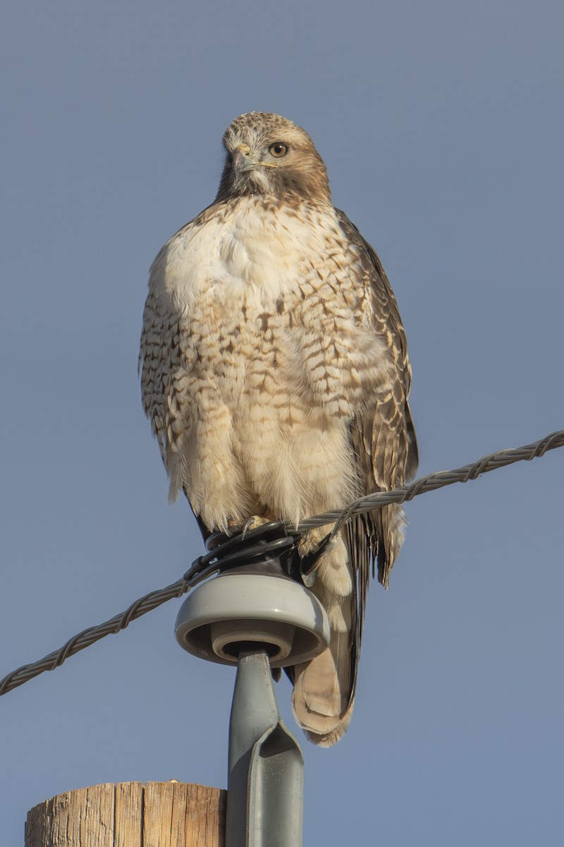 Red-tailed Hawk - ML644724161