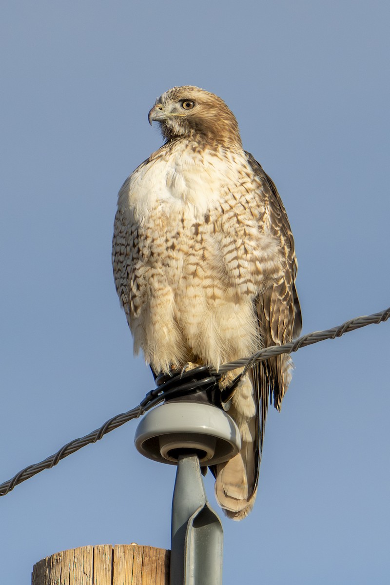 Red-tailed Hawk - ML644724162