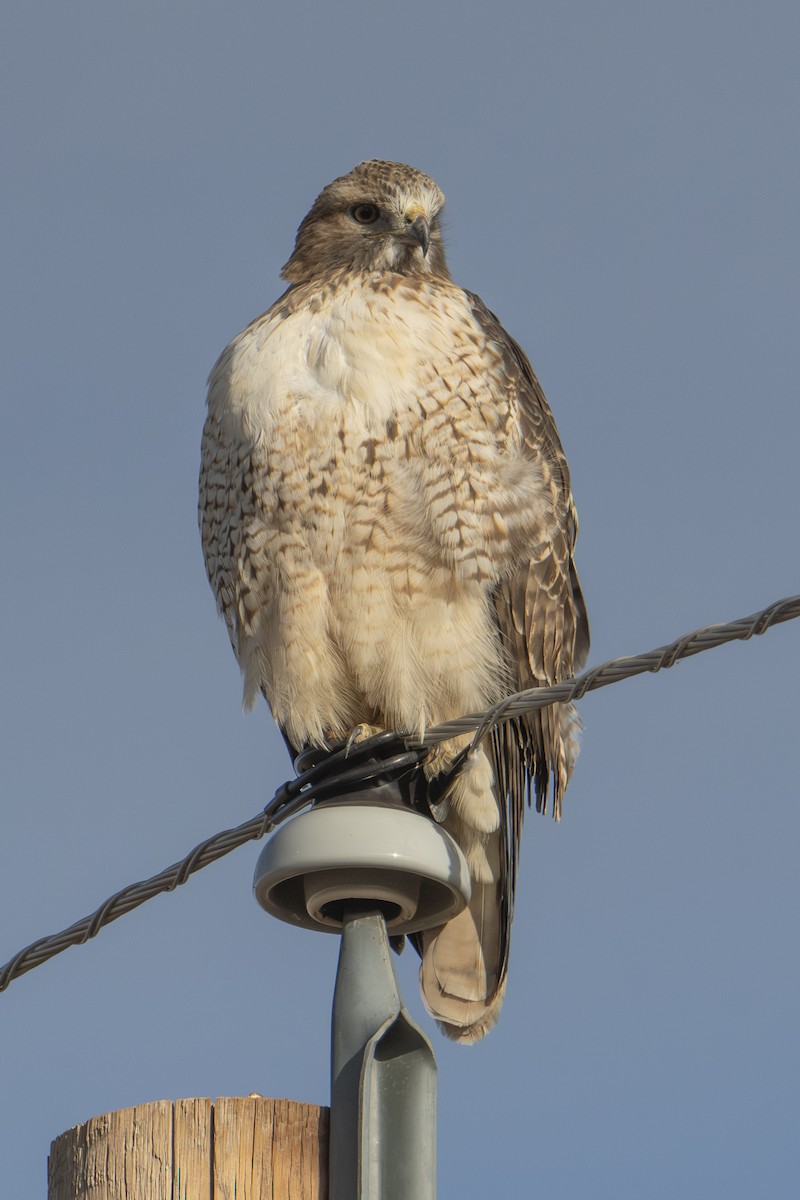 Red-tailed Hawk - ML644724164