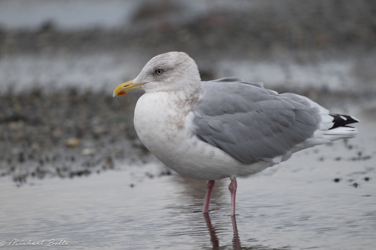 American Herring Gull - ML644724169