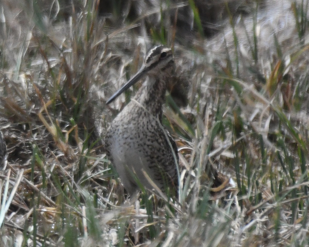Magellanic Snipe - ML644724171