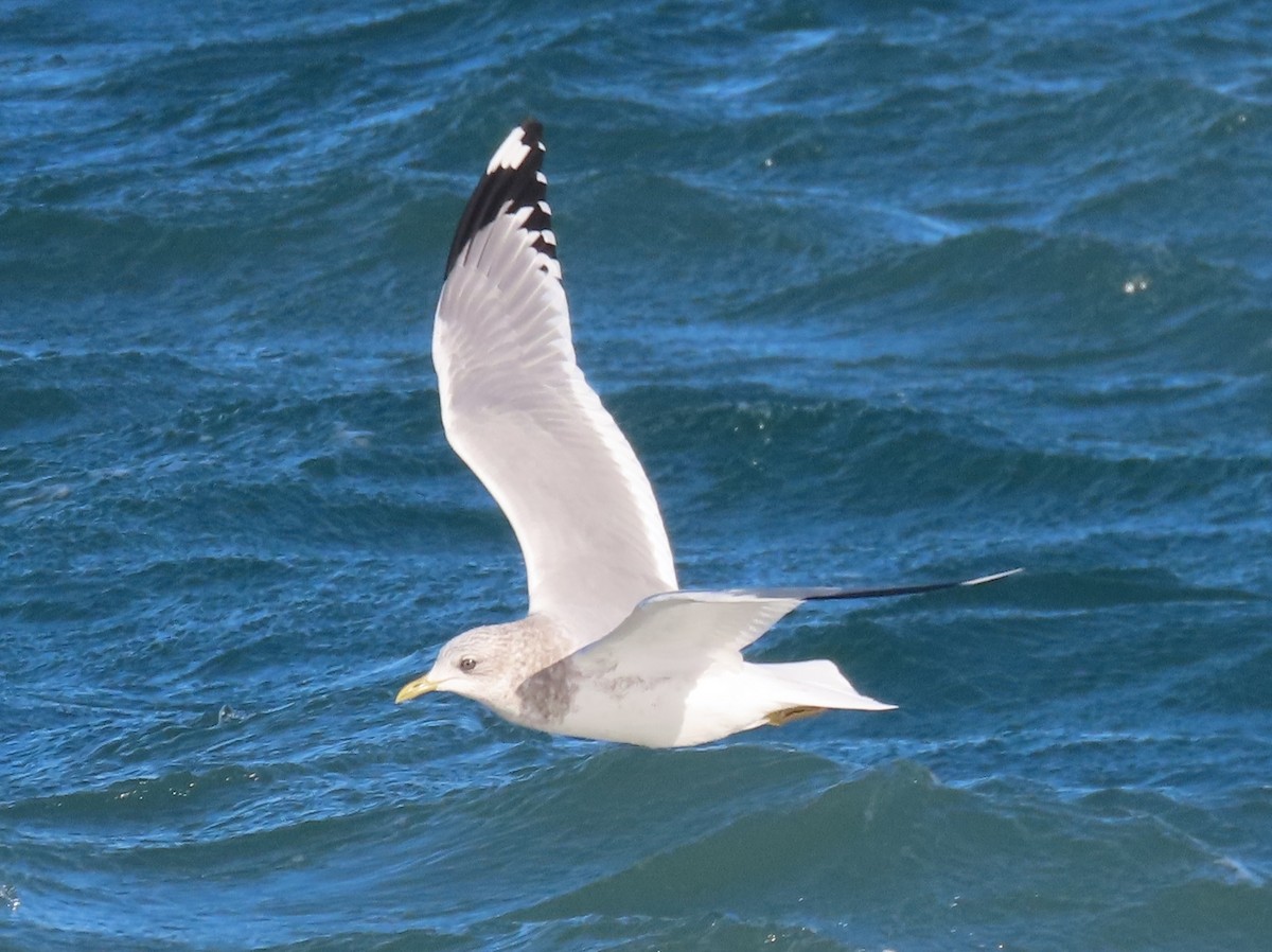 racek aljašský - ML644724172