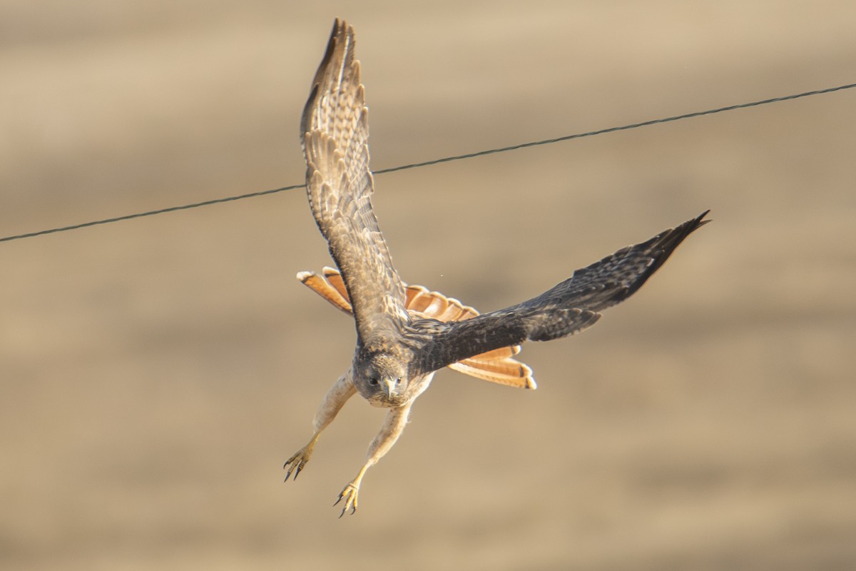 Red-tailed Hawk - ML644724179